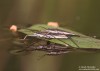 bruslařka obecná (Ostatní), Gerris lacustris ()